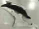 Blanc 08-16 YZF R6 Carénage Moto Blanc 08-16 YZF R6 Carénage Moto